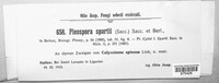 Pleospora spartii image